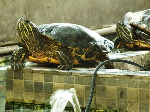 Red eared turtle, Trachemys scripta elegans Stock Photos