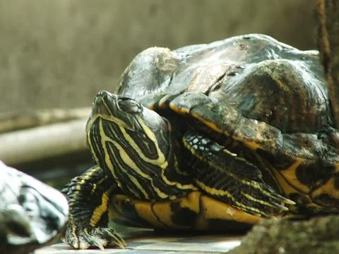 Red eared turtle, Trachemys scripta elegans Stock Photos