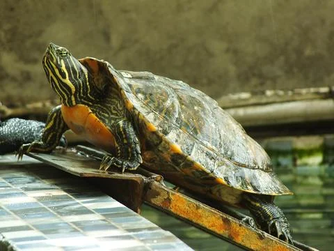 Red eared turtle, Trachemys scripta elegans Foto stock