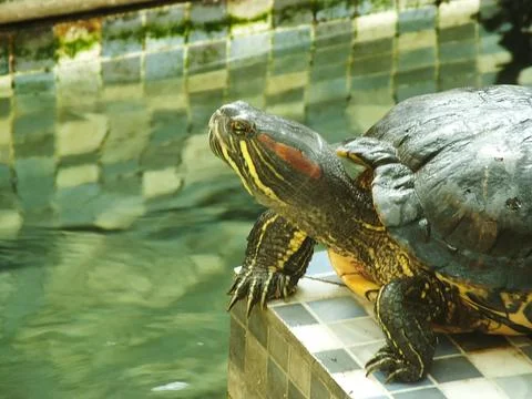A red eared turtle, Trachemys scripta elegans Stock Photos