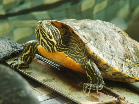 A red eared turtle, Trachemys scripta elegans Stock Photos