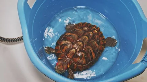 Red eared turtle is trying to escape from plastic basin Stock Footage 138472920