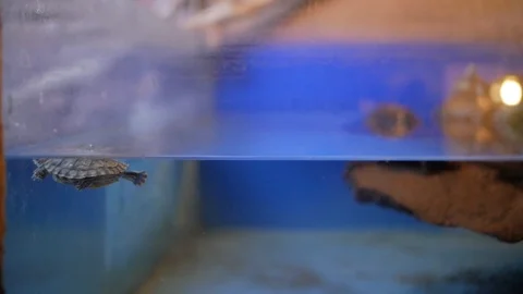 Red-eared turtle turtle in terrarium (Trachemys scripta) Stock Footage 99617478