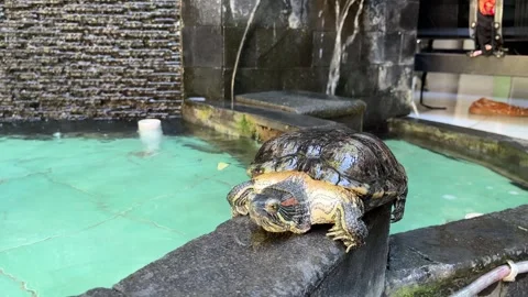 Red-eared turtle walking on the side of fish pond Stock Footage 241978510