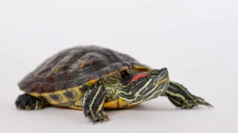 The red-eared turtle was hiding in its shell, turns its head into the frame, pul Stock Footage 220620591
