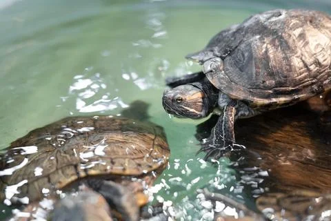 Red-eared turtle in water , close up Stock Photos