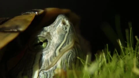 Red-eared turtle in the wild in summer on the grass. Stock Footage 254067213