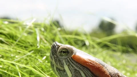 Red-eared turtle in the wild in summer. The muzzle is the eyes of a predatory, Video stock 254459372
