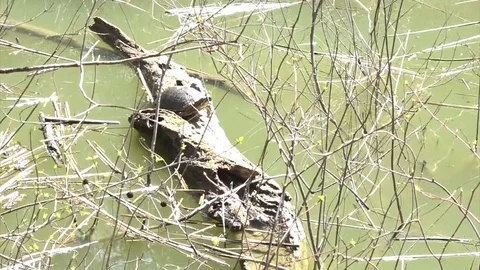 Red-Eared Turtle Zoom Stock Footage 104991344