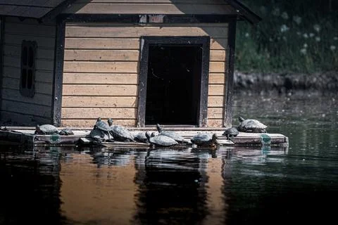 Red-eared turtles bask in the sun on a lake in the park. Adult turtles and ba Foto stock