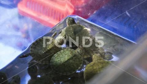 Red-eared turtles in a container of water Stock Photos