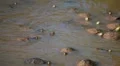 Red eared turtles HD Footage