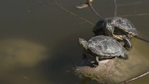 Red-eared turtles. A group of wild turtles in the lake. Stock Footage 238033059