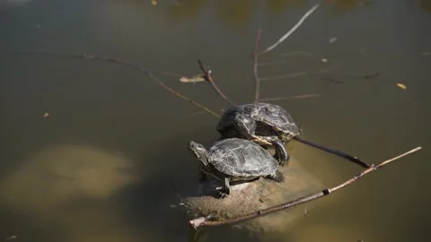 Red-eared turtles. A group of wild turtles in the lake. Video stock 238033100