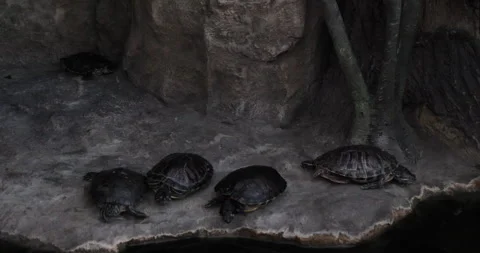 Red-Eared Turtles Sunbathing on Rocky Beach Видео 240432907