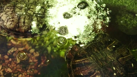 Red-eared water turtle on the rocks Stock-Footage 164607856