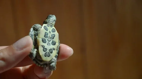 Red-eared, yellow-eared freshwater turtle, wildlife, pet. background Stock Footage 279990642