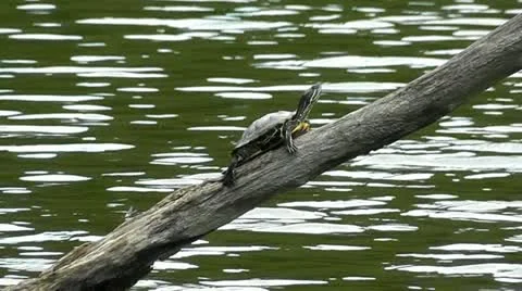 Red Earred Pond Slider Turtle On Log Video stock 11875879