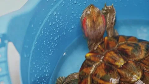 Red ears turtle is sitting inside plastic bowl and trying to escape. She is Stock Footage 138096700