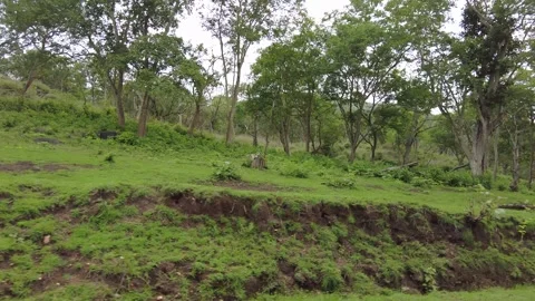 Red earth cut bank below green tropical woodland with boulders Stock Footage 346334935