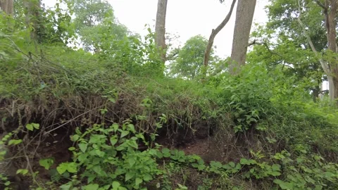 Red earth cut bank draped in creeper beside green tropical woodland Stock Footage 346334798