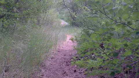 Red earth footpath through tall grass and bushes. Stockbeeldmateriaal 93537111