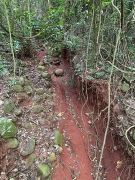 Red Earth Path in the Forest Stock Photos