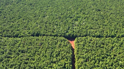 A Red Earth Pathway Bisecting Vibrant Green Pine Plantations Stock Footage 347770218