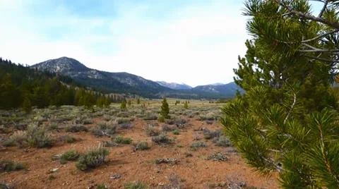 Red Earth Pine Forest Видео 38841811