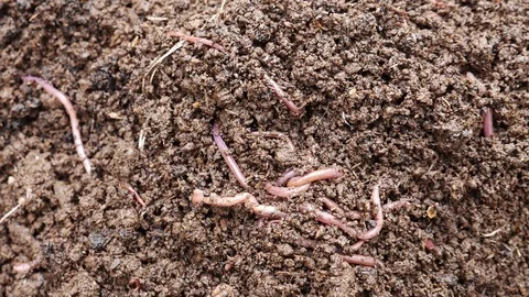 Red earth worm living in soil and generating vermicompost Stock Footage