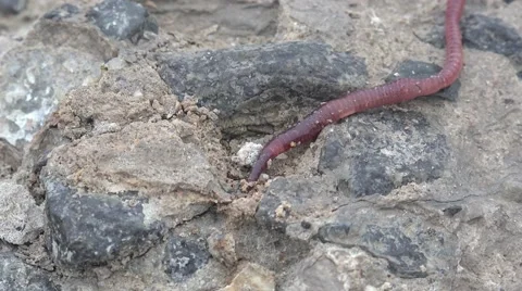 Red Earthworms crawling on the rocks macro 4k Stock Footage 46060844