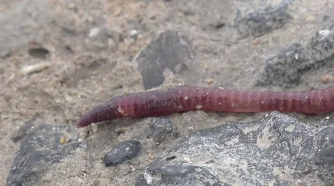 Red Earthworms crawling on the rocks macro HD Stock Footage 46063909
