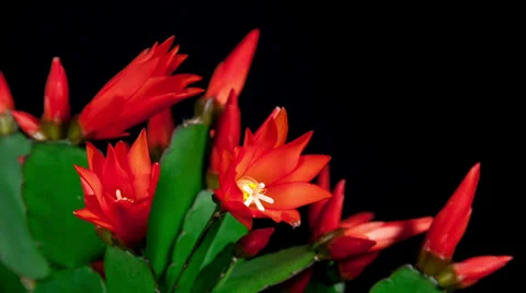 Red easter cactus flower closing timelapse Stock Footage 36937054