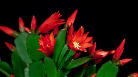 Red easter cactus flower closing timelapse 4k Stock Footage 37375487