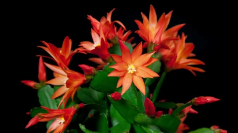 Red easter cactus flower opening and closing timelapse Stock Footage 36934292