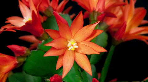 Red easter cactus flower opening and closing timelapse Stock Footage 36934801