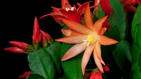 Red easter cactus flower opening and closing timelapse Stock Footage 36935027