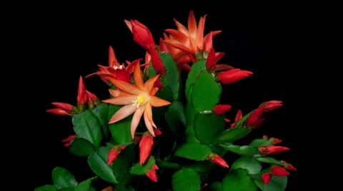 Red easter cactus flower opening and closing timelapse Stock Footage 36936169