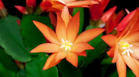 Red easter cactus flower opening and closing timelapse Stock Footage 37214025