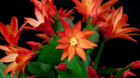 Red easter cactus flower opening and closing timelapse 4k Stock Footage 37321427