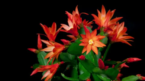 Red easter cactus flower opening and closing timelapse 4k Stockbeeldmateriaal 37321463