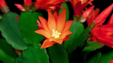 Red easter cactus flower opening and closing timelapse 4k Stock Footage 37349015