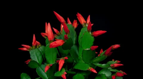 Red easter cactus flower opening and closing timelapse 4k Stock Footage 37374841