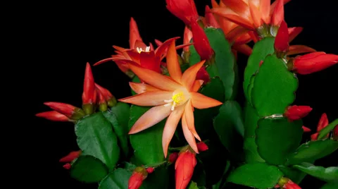 Red easter cactus flower opening and closing timelapse 4k Stock Footage 37378212