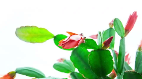 Red Easter Cactus Flower Opening and Closing Timelapse Stock Footage 49757524