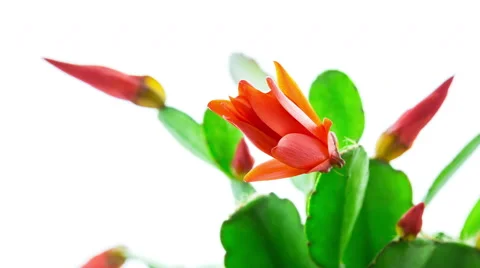 Red Easter Cactus Flower Opening and Closing Timelapse Stock Footage 49757658