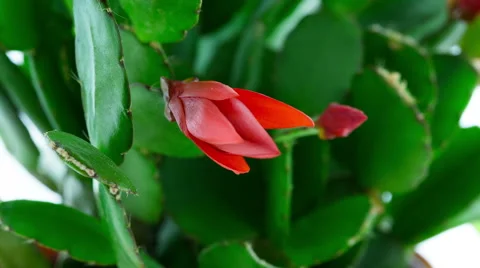 Red Easter Cactus Flower Opening and Closing Timelapse Stock Footage 49758780