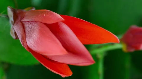 Red Easter Cactus Flower Opening and Closing Timelapse Stock Footage 49758835
