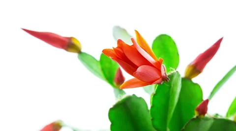 Red Easter Cactus Flower Opening and Closing Timelapse Stock Footage 49758910