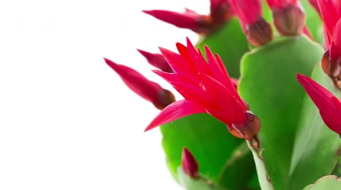 Red Easter Cactus Flower Opening and Closing Timelapse Stock Footage 62392248